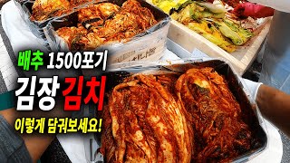 김장김치  담그는 날! 배추 김치 1500포기 김장인원100명! 김장축제가 유네스코에 등재되었다고 합니다! ft.행복공감봉사단