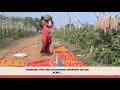 watch pm modi praises farmers of kalahandi for vegetable revolution narendra modi prismnews