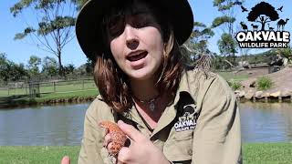 Western Pilbara Spiny Tailed Skink