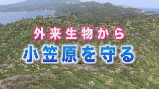 [ScienceNews2013]外来生物から小笠原を守る