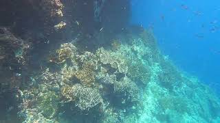 Snorkeling at Raja Ampat: Rufas Island ラジャアンパットでシュノーケリング：ルーファス島