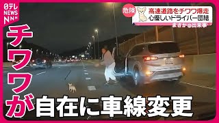 【まさか】高速道路をチワワ爆走　危険から”チワワを守ろう”　心優しいドライバーらが団結し…　アメリカ