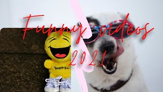 very funny video 2021