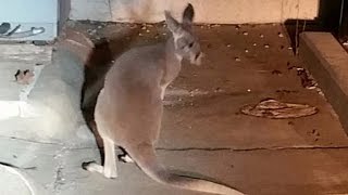 Kangaroo Caught Hopping Around Iowa After Escaping from His Owner