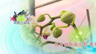 __【屏東九如】蘭花生涯多繽紛 | 有機無毒 | 美麗心台灣(262 )上預告