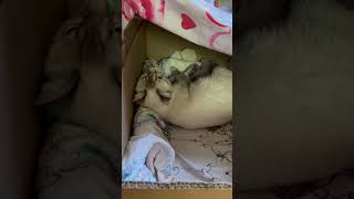 Котята#Ремонт своими руками##кошка приносит котят#в коробку#где ремонт#котики#