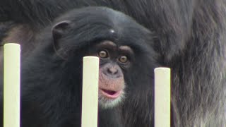 カズミと4か月のヨツバ ちゃん 58 Kazumi \u0026 baby Yotsuba 4 month  Chimpanzees