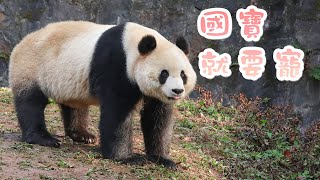 《熊貓Top榜》233期 被寵愛的糰子們 | iPanda熊貓頻道