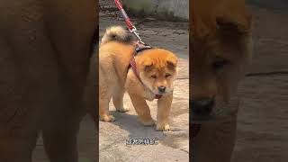 中华田园犬之黄狗白面 #狗狗 #爱狗人士 #萌宠