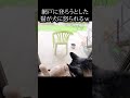 網戸に登ろうとした猫が犬に怒られる瞬間 犬と猫