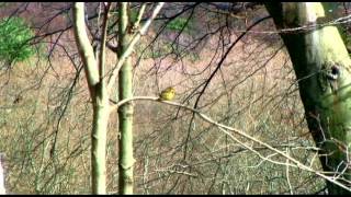 PALM WARBLER