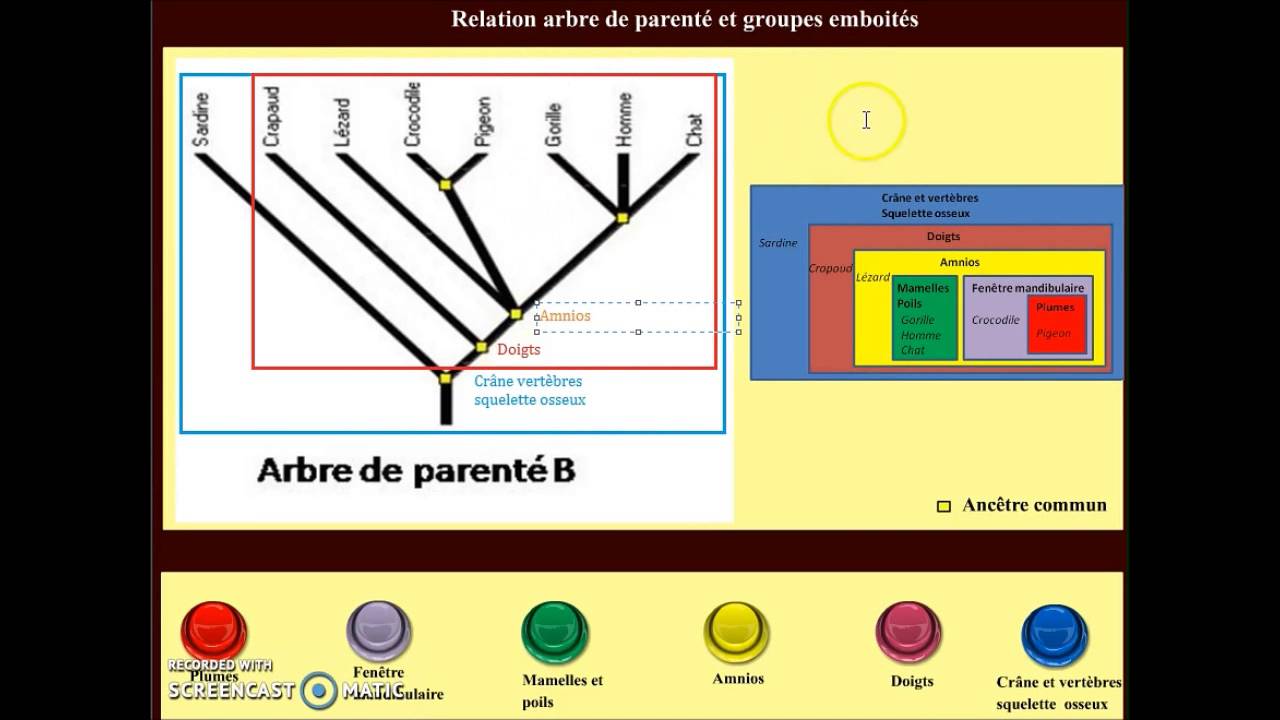 Les Arbres De Parentes En Science