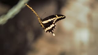 The Butterfly Estates - Advertisement