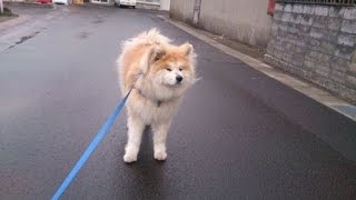 【腹筋崩壊のかわいい犬たち】イッヌ「そっち行かないンゴ」【makeyouhappy】