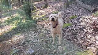 Farfel the Goldendoodle barking