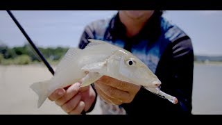 Nomad Dartwing 70 - Whiting on Surface