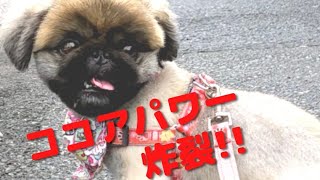 【ペキニーズ虎虎愛】見事なパワーを見せる愛犬がこちらです!