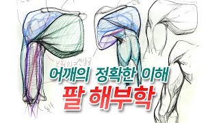 이두와 삼두가 외형에 미치는 영향 - 팔 해부학 강의 - 오쌤 인체해부학