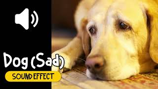 Dog (Sad) Sound Effect | 狗 失望 傷心 動物 音效 (High Quality)