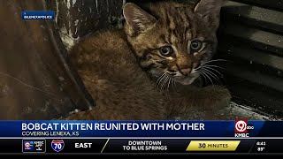 Lenexa police help bobcat kitten reunite with mother after storm