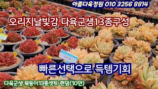 다육군생오리지널빛감  묵둥이13종랜덤셋트 구성  꿀벅지목대 환상빛감succulents  plant 多肉植物