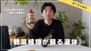 【奇跡の復活】枯れかけた観葉植物を復活させる３つのコツ