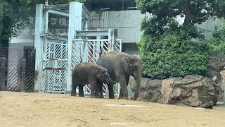 アジアゾウ🐘🐘　ママのおっぱいを飲むアルンちゃん