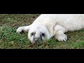 Adorable baby grey seal pup sleepily blinking