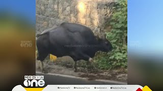 ഇടുക്കി ബൈസൺവാലിയിൽ ജനവാസമേഖലയിൽ കാട്ടുപോത്തിറങ്ങി