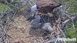 SWFL Eagle Cam:: Dad brings breakfast for E19