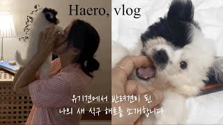 Vlogㅣ새식구를 소개합니다ㅣ유기견입양ㅣ포인핸드어플ㅣ위더스동물보호센터ㅣ아기강아지