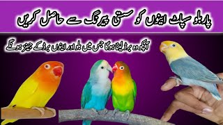 how to produce parblue lovebird|parblue lovebird