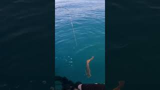 Catching a Gurnard caught on a Kabura lure!