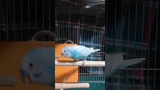 【セキセイインコ】かわいいひばりちゃん