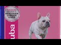 top 5 dog food eukanuba 2018 best sellers eukanuba adult large breed dog food 33 pounds