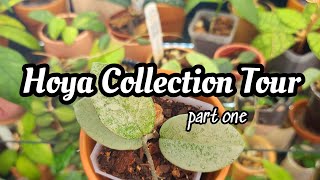 Hoya Collection Tour!! 🌸 65 different Hoya plants in my IKEA RUDSTA cabinet! (pa