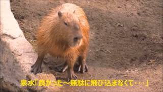 カピバラ （旭山動物園篇）泉水君肥大する