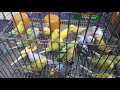 breeding impossible by that s bird ll যেই পাখি দ্বারা ব্রিডিং সম্ভব নয় ll budgies lovebird kokatel l