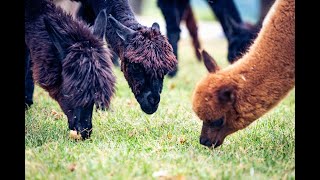 アルパカチャンネル　イタリア田舎便り　家のアルパカも外出自粛中