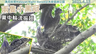 20220415 兩隻小黑冠巢中輪流振翅【大安森林公園黑冠麻鷺Malayan Night-Heron】