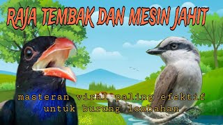 duet raja masteran dengan mesin jahit jingjing petulak dan Tengkek Buto