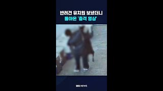 반려견 유치원 보내놨더니...돌아온 '충격 영상' #shorts