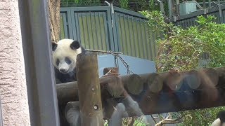 シャンシャン1歳のお誕生日おめでとう♪ 2018/6/12 上野動物園 ジャイアントパンダ