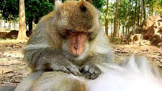 Amazing !! ASMR Monkey Grooming Big Male Monkey Come To Offer Best Grooming For Big Female Monkey