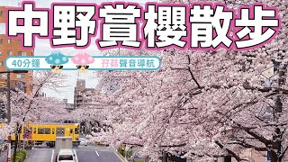 東京櫻花滿開！42分鐘中野賞櫻散步，孖菇聲音導航｜2022年3月28日拍攝｜日本菇菇菇