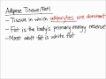 adipose tissue