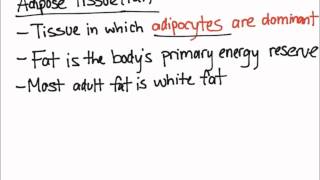 Adipose Tissue