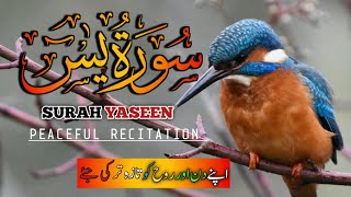 Surah Yasin (Yaseen) | Full HD (Text) | Quran Tilawat | Most Beautiful Recitation Eps015