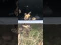 these bees are cleaning their proboscises