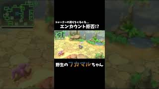 【癒し？】エンカウント拒否する？野生のフカマル【ポケモンBDSP】 #Shorts